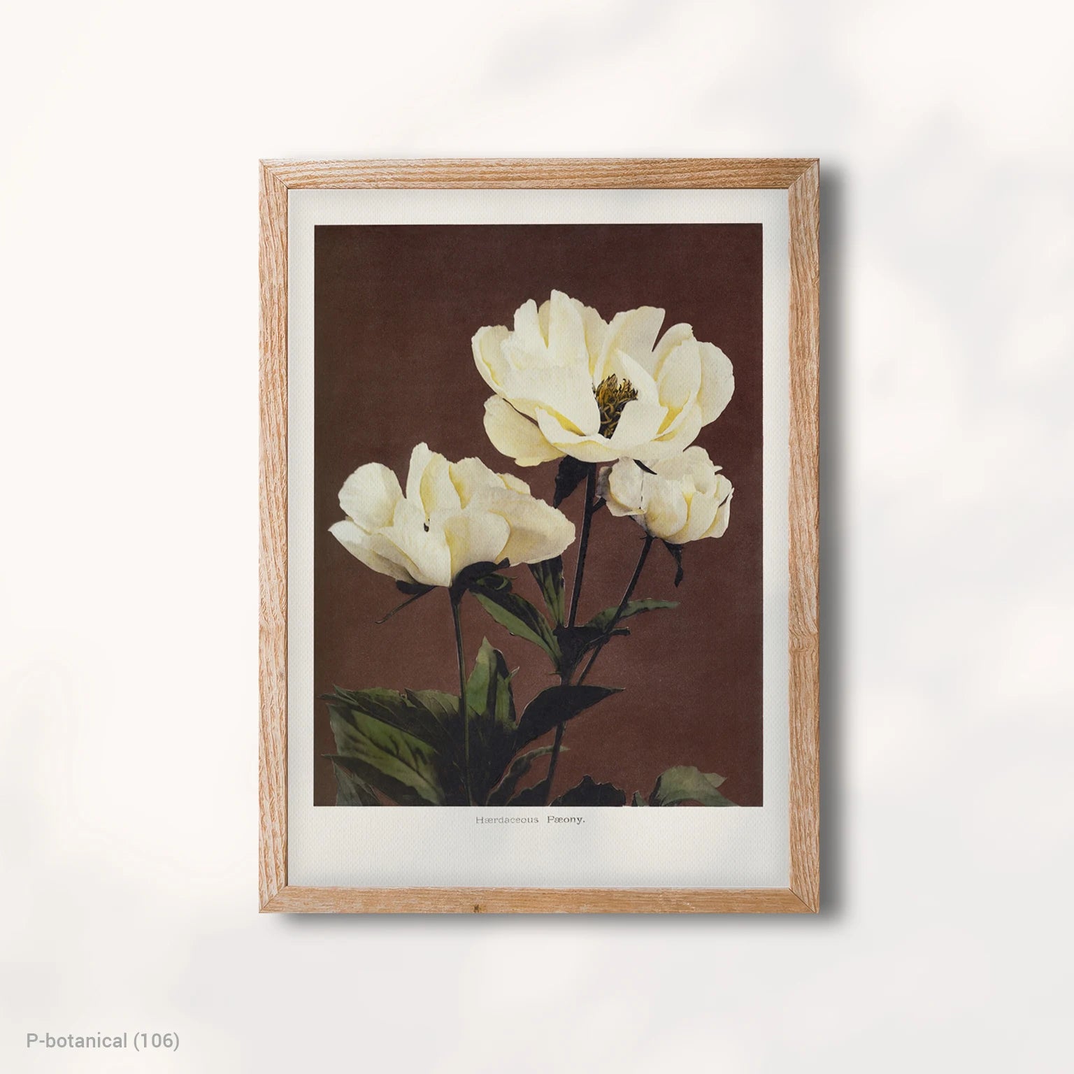 White Flower Botanical Modern Wall Art Canvas Print Floral Illustration Dark Background Wood Frame Decor